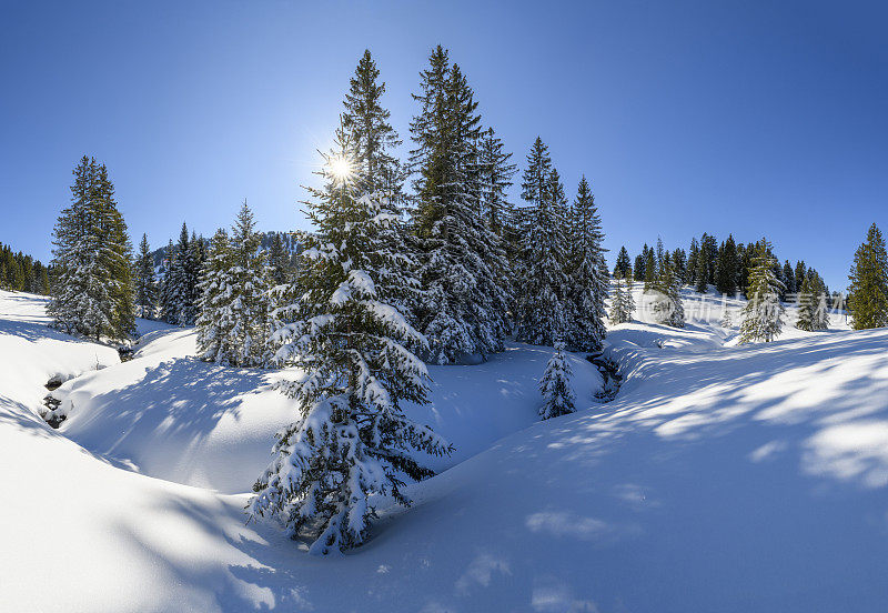 冬季的景观有白雪覆盖的森林和一条小河