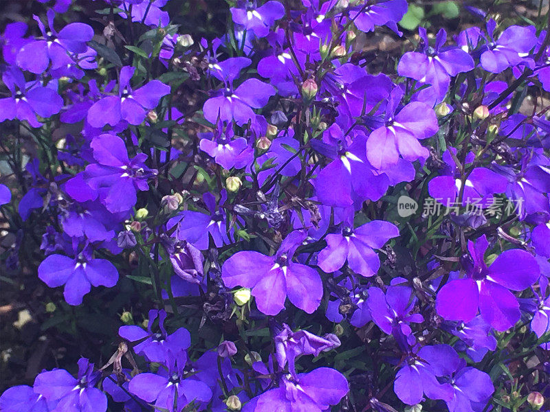 美丽的紫色半边莲花在花园花坛