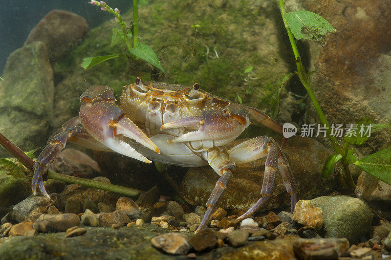 淡水蟹(河蟹)