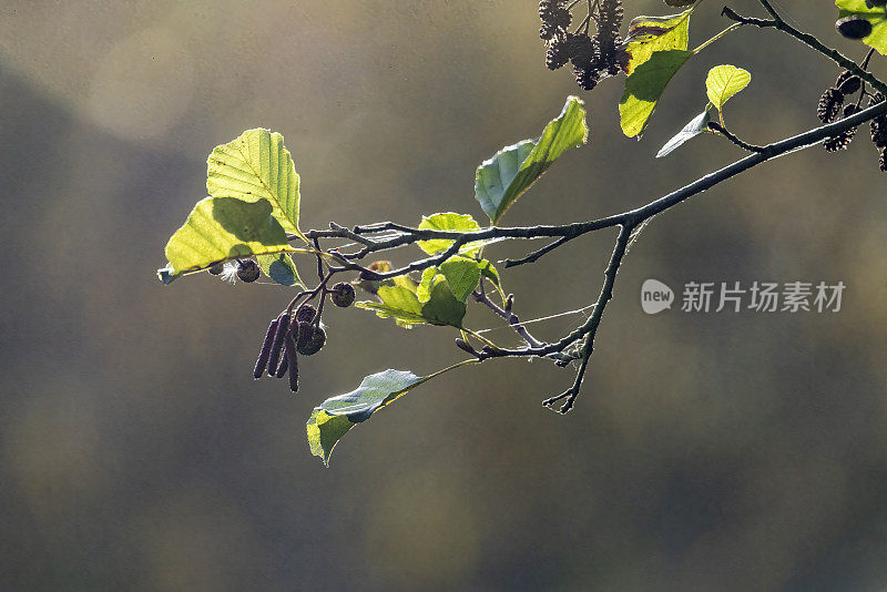 秋天，山毛榉树上的柳絮和山毛榉坚果