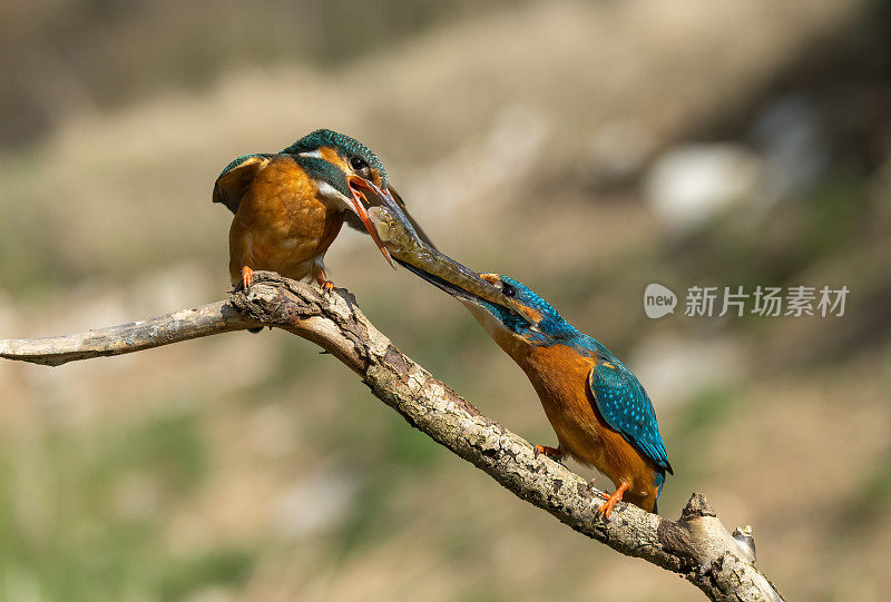 两个常见的翠鸟