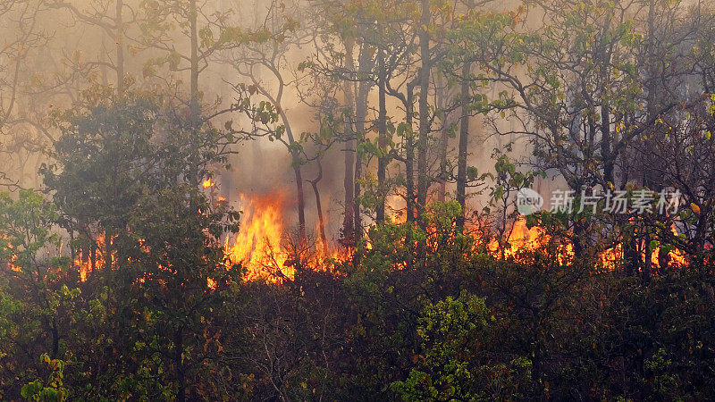 人为造成的热带森林野火灾害