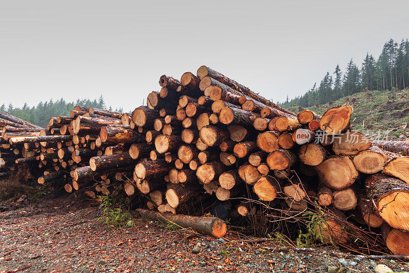 温哥华岛的伐木业