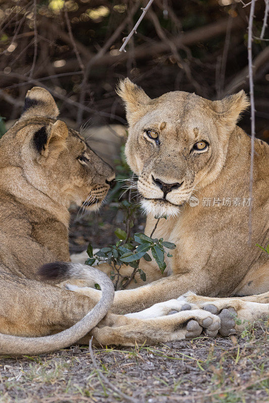 在非洲，两只狮子躲在灌木丛后面乘凉