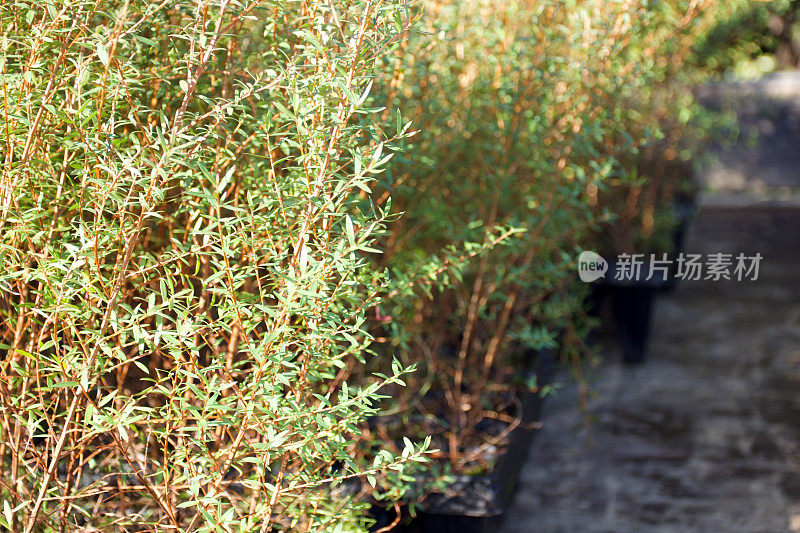 麦卢卡幼苗准备种植在苗木托盘的特写