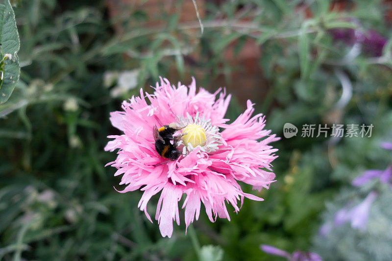 美丽的泡泡蜂在家庭花园中从一朵漂亮的粉红色罂粟花中收集花粉，这是大自然的工作，也是对环境的保护。