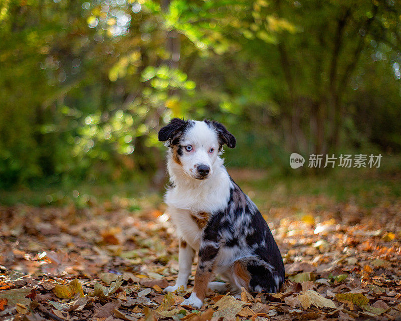 狗在户外