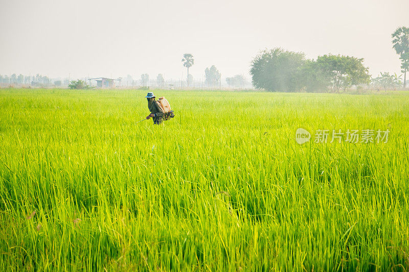 在泰国收获水稻