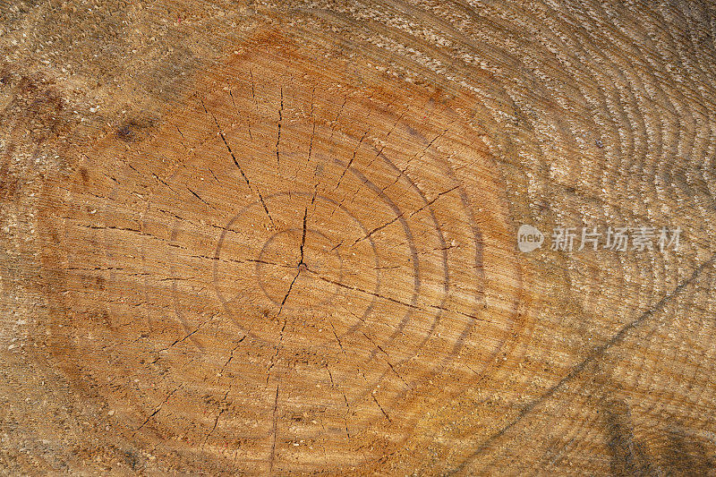年轮和木材横截面的纹理