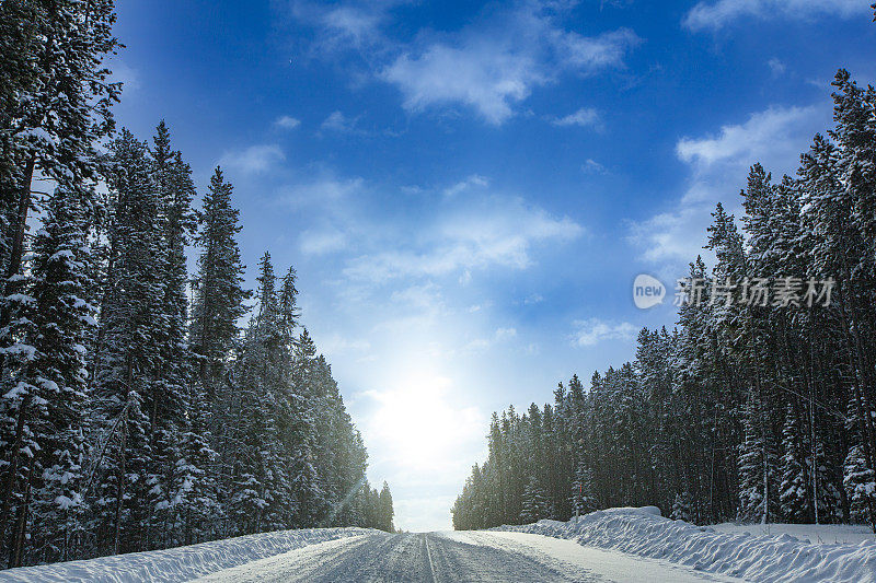 旅行冬季的场景，积雪覆盖的道路两旁的松树和阳光