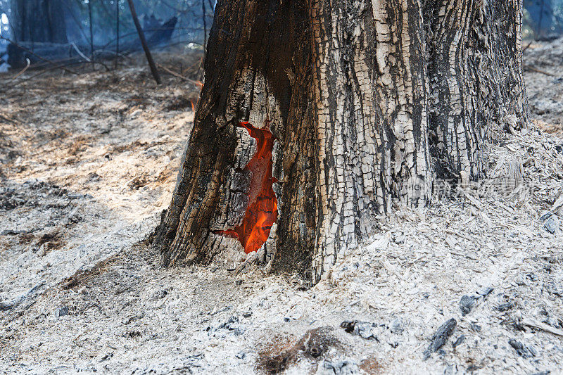 野火过后，树内的火还在燃烧