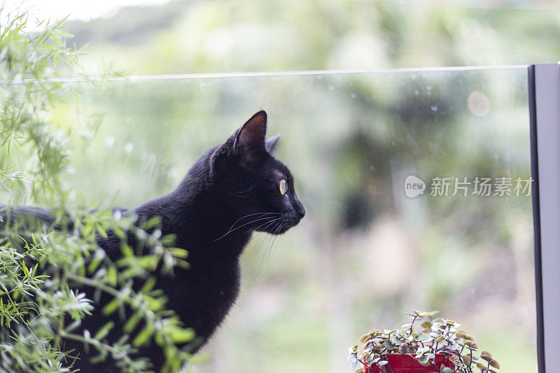 黑猫在公寓阳台上和植物