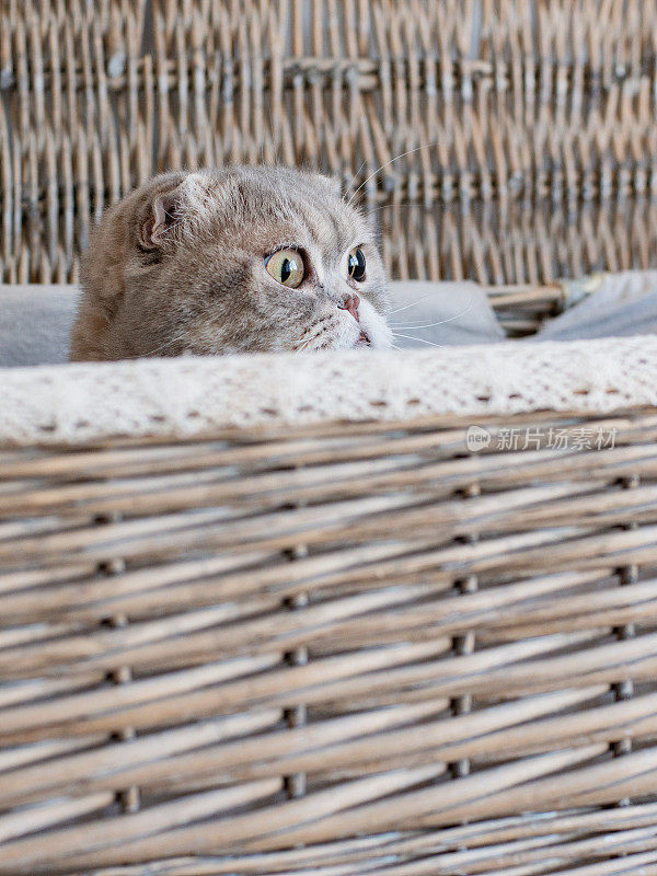 可爱的灰猫从柳条豆荚里探出头来。苏格兰折耳犬