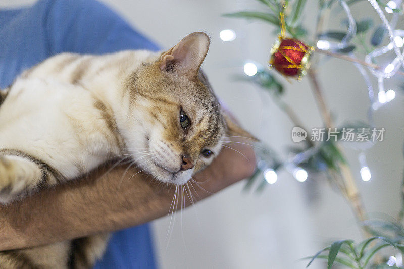 戴着圣诞装饰品的猫