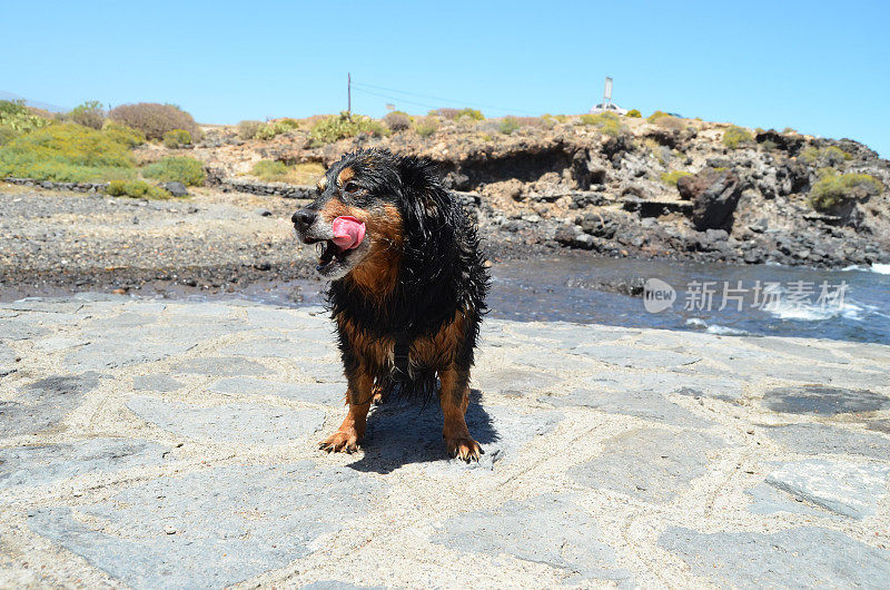 湿黑狗，数码照片图像