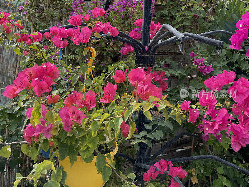 热带亮粉色三角梅苞片特写，夏季攀爬观赏开花的三角梅藤，花园中心苗圃出售的吊篮植物，前景为重点