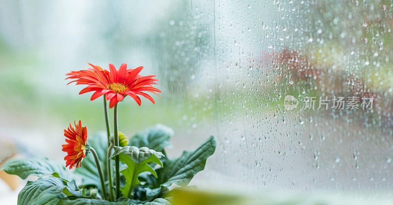 雨天玻璃窗背景上的红色非洲菊花。雨天。纹理雨点，湿玻璃。的感受,悲伤,孤独。季节性大气抒情浪漫宽旗。有选择性的重点。
