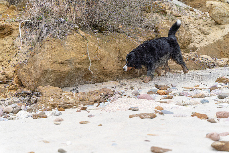 沿着波罗的海海滩散步的伯尔尼山犬。