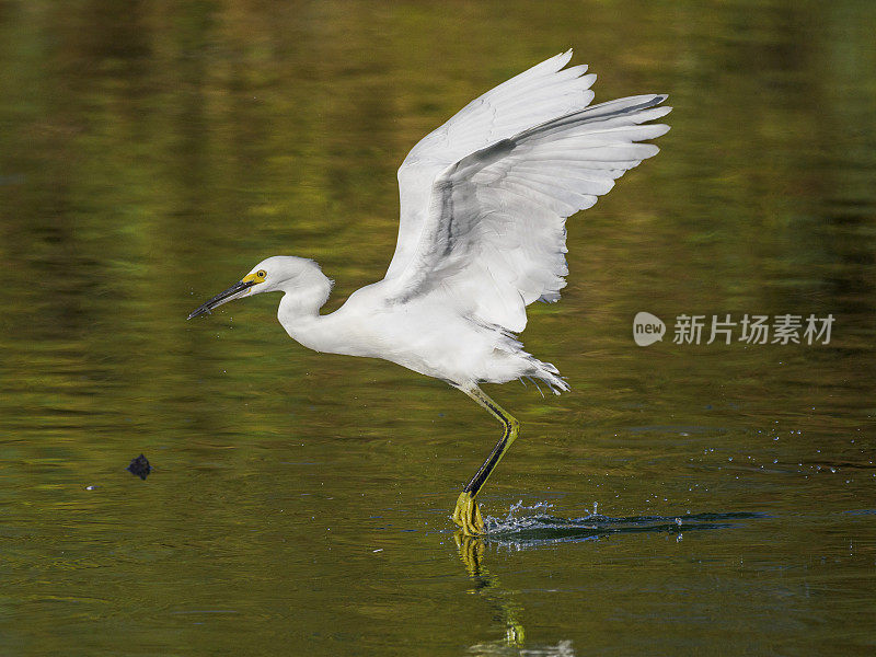 白鹭从亚利桑那水上起飞