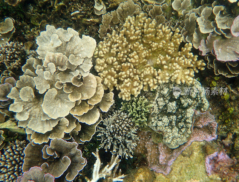 很多珊瑚
