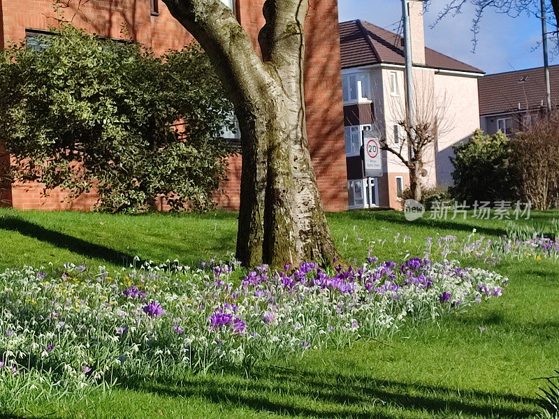 春天的花水仙雪球在公园格拉斯哥苏格兰英格兰