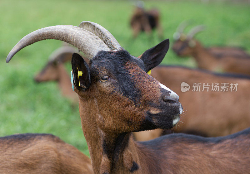 山羊特写镜头