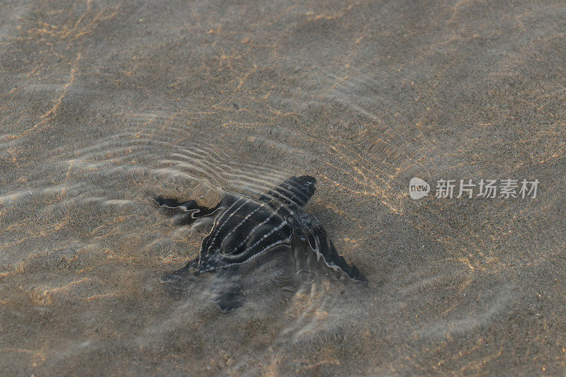 一只小乌龟爬回了亚齐岛的大海