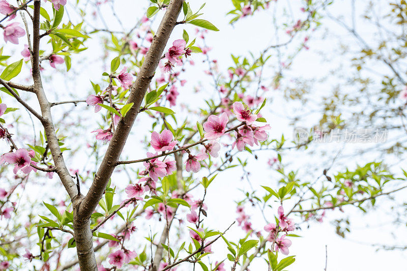 桃花季