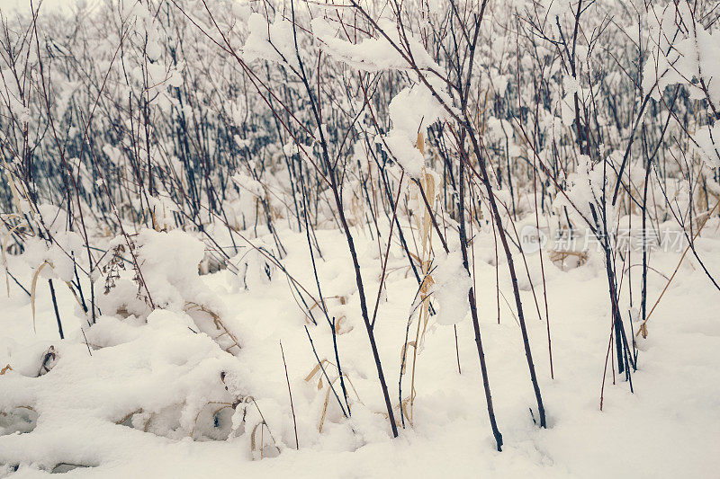 白雪皑皑的树枝