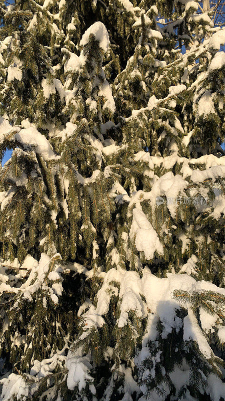 针叶枝在雪在阳光在coup