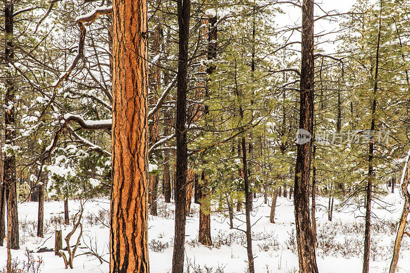 近距离的松树树干纹理覆盖在冬天的雪