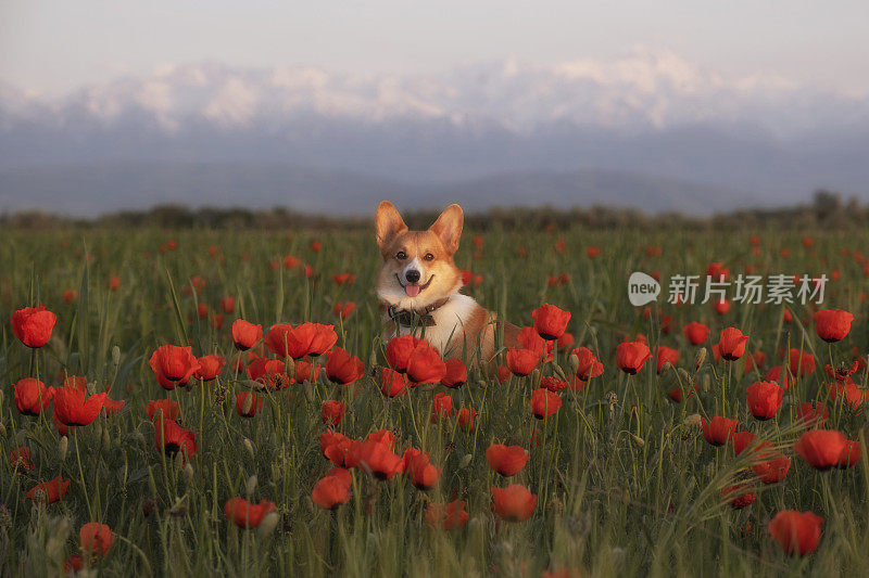 在哈萨克斯坦阿拉木图市附近雪山脚下的罂粟田里，可爱的柯基狗