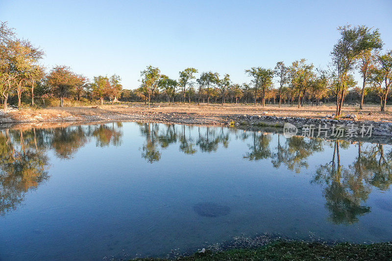 纳米比亚库内内地区埃托沙国家公园的水坑