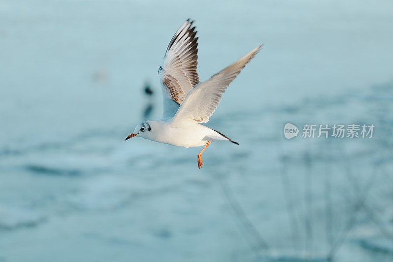 海鸥在河上