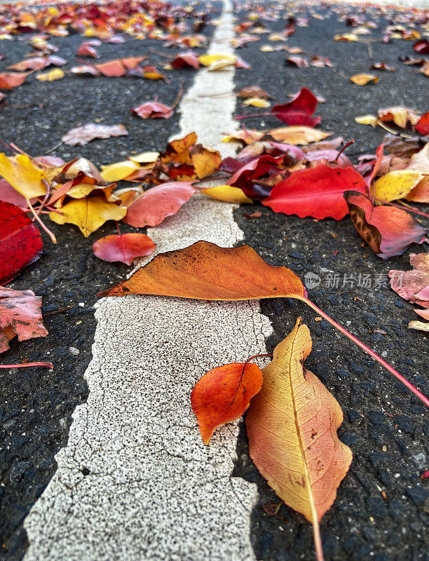 街上飘落的秋叶