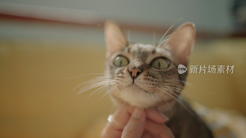 虎斑猫在黄色沙发上玩耍的特写，猫的主人在阳光下抚摸和按摩猫的身体。