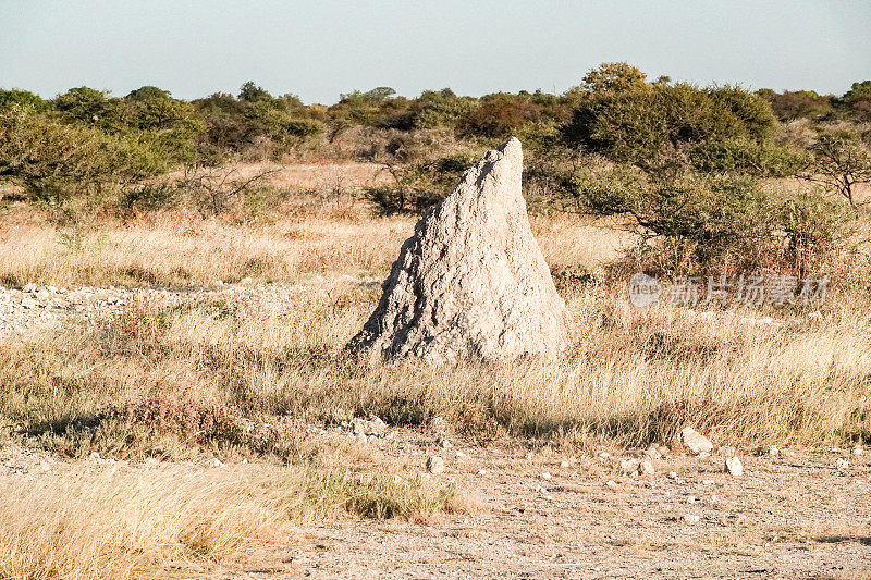 纳米比亚库内地区埃托沙国家公园的蚁丘