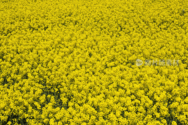 油菜开花