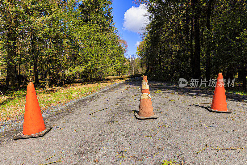 自然vs基础设施:控制和安全。由于倒下的树，交通锥阻塞了道路