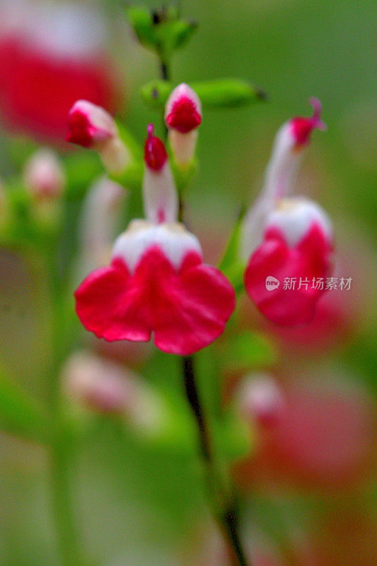 小叶鼠尾草:红色和白色的花