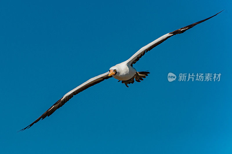 纳斯卡·布比、苏拉·格兰蒂、蓬塔·苏亚雷斯;罩岛;西班牙,岛加拉帕戈斯群岛;加拉帕戈斯群岛;厄瓜多尔。飞行。