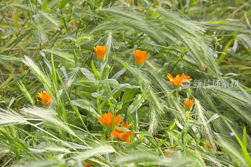 春天的景色与橙色雏菊