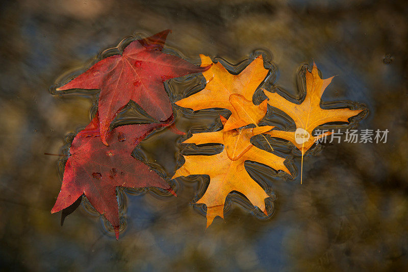 秋天的第一个征兆——秋叶在池塘上飘浮。