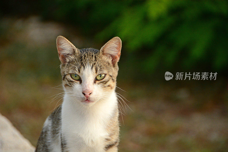 流浪猫。