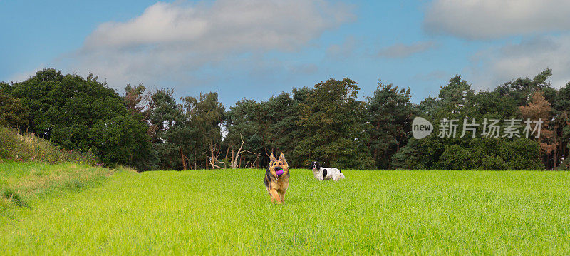 如果你能抓住我，一只年轻的长毛德国牧羊犬跑过草地，留下她的西班牙猎犬朋友站在远处看着，他们一起玩耍，一起锻炼。