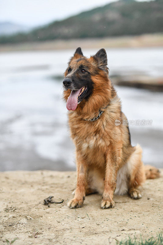 美丽的雄性德国牧羊犬肖像