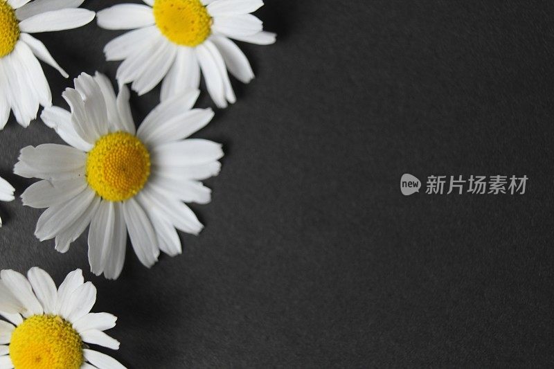 白色和黄色的洋甘菊花在黑色fine上的特写，为copyspace文本留出空间。野生雏菊的花卉背景。草药，有用的植物，夏天的花