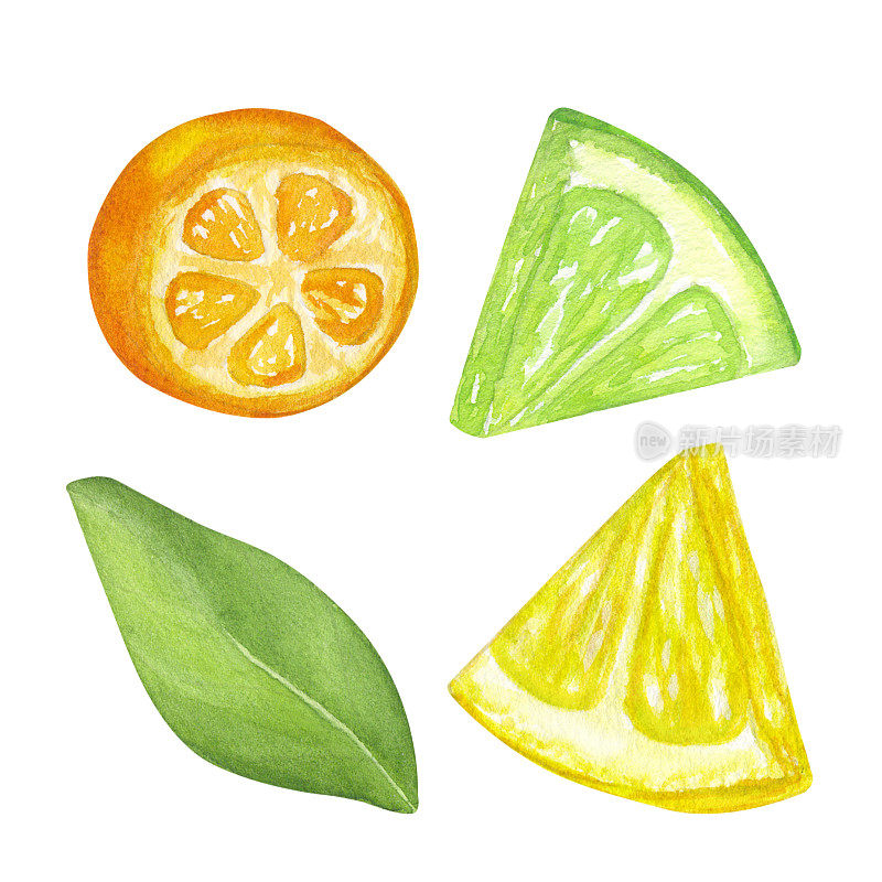 柑橘类水果片，柠檬，金桔，酸橙和绿叶。手绘水彩插图孤立的白色背景。菜单、咖啡厅的设计元素