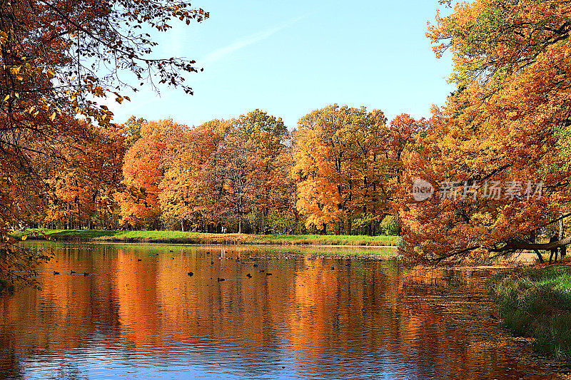 金秋时节的俄罗斯，背景。秋天的公园在十月的一个阳光明媚的日子里，湖中长着红红的枫叶和橡树。公园内自然景观优美明亮，四季分明，诚邀游人漫步