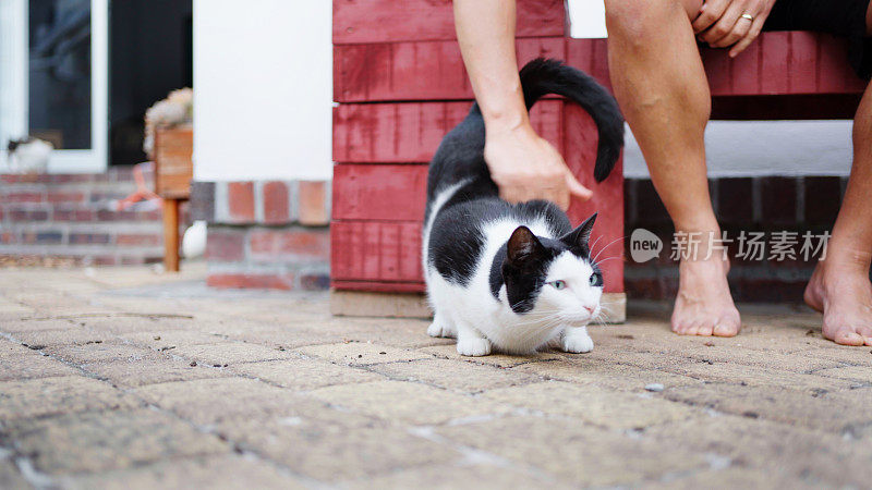 猫被主人在院子里抚摸